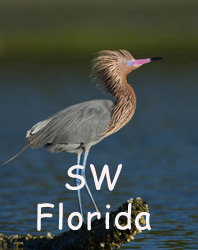 Photography of Southwest Florida