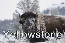 Photography of Yellowstone National Park